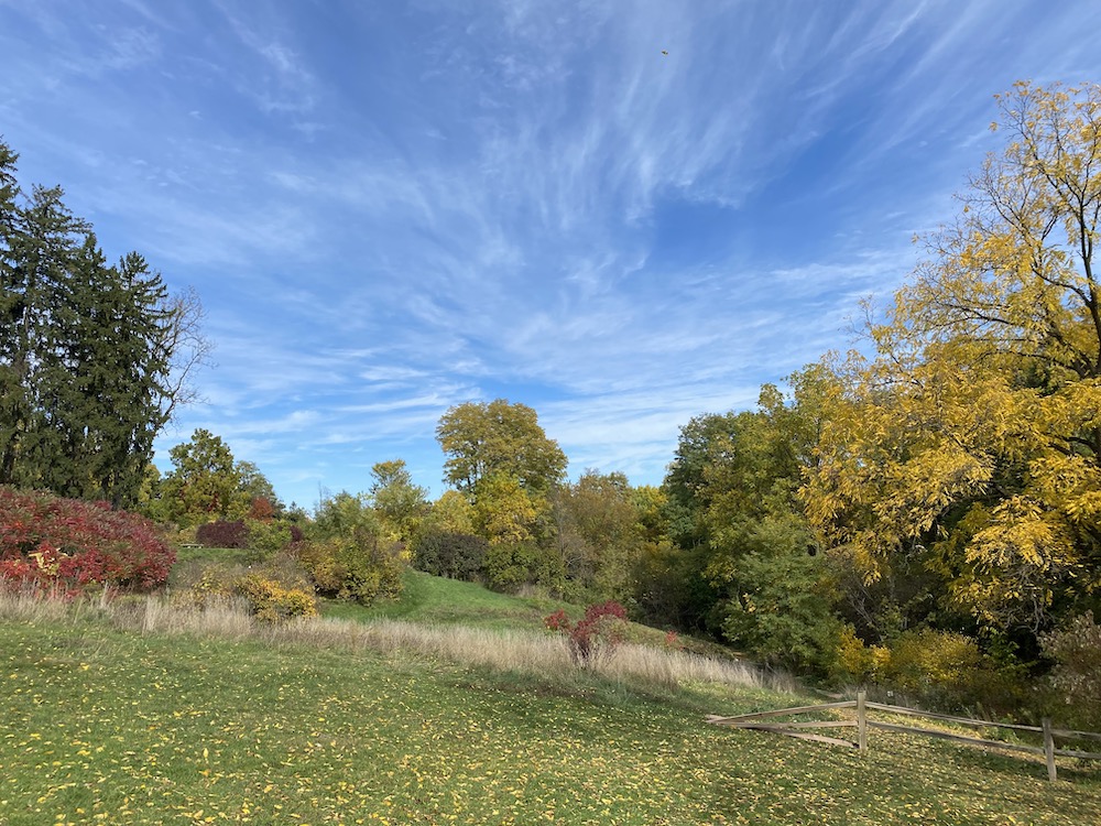 Sky through arboretum trees