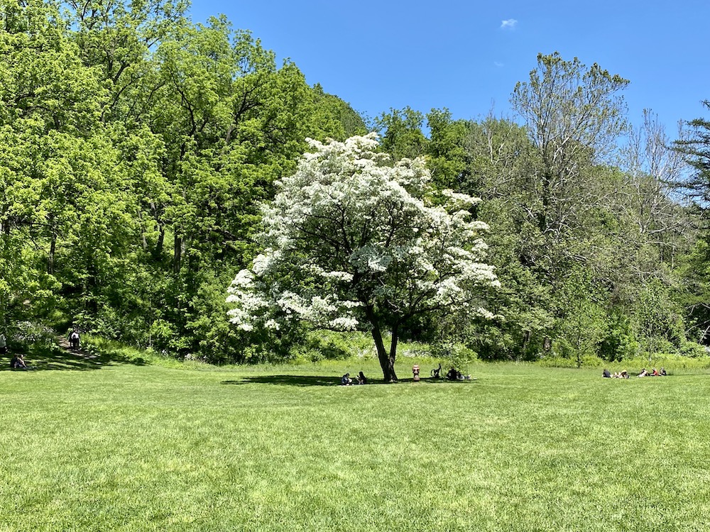 White tree in the arboretum