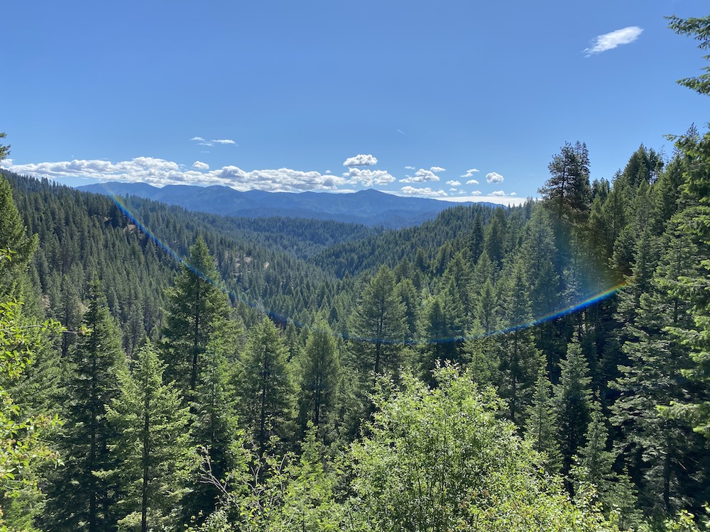 Treeline in Idaho