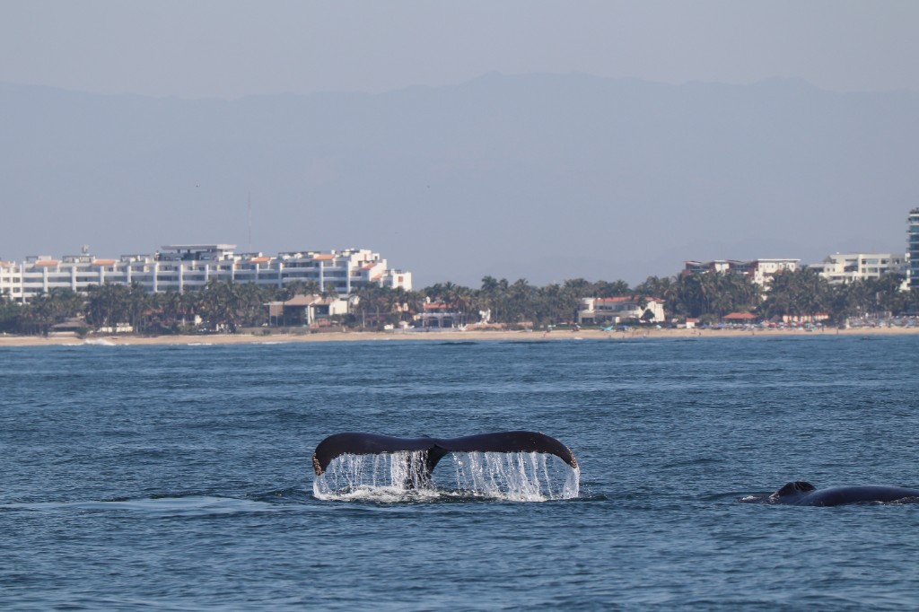 Whale fluke rising from the ocean