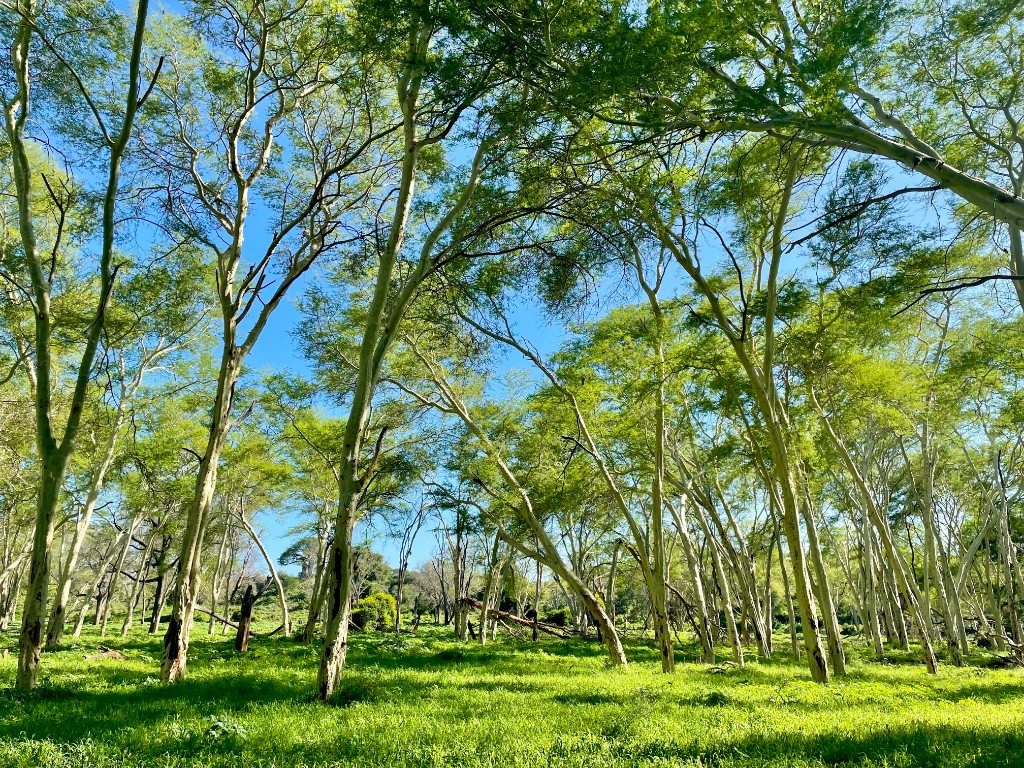 Sunlit fever tree grove