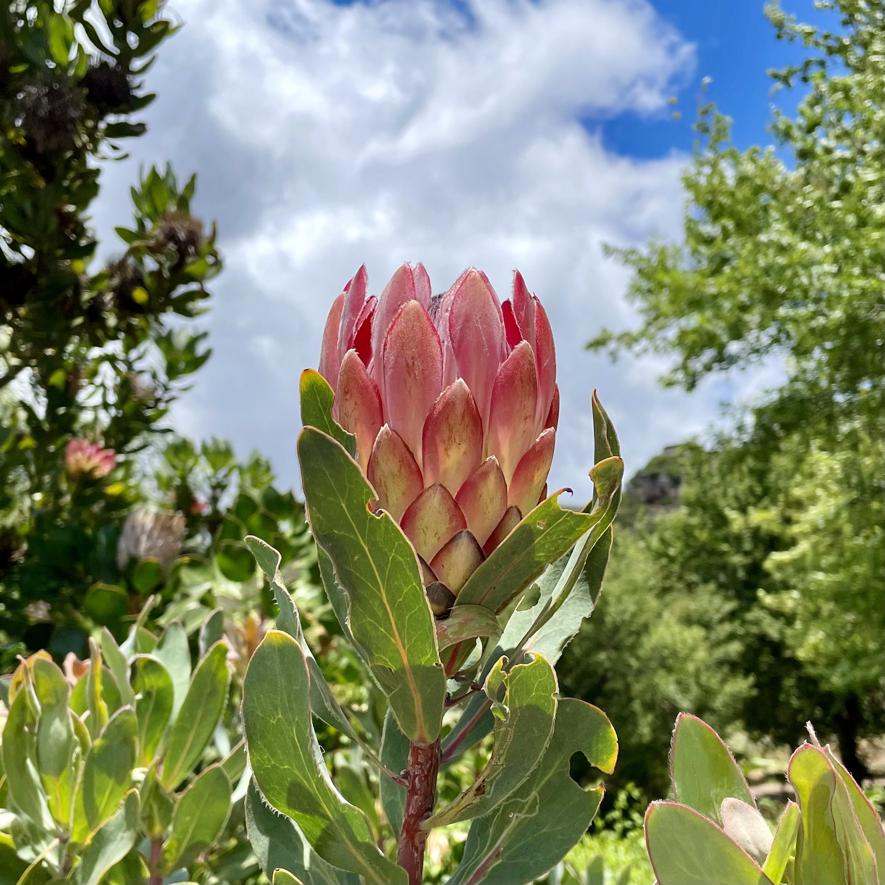 King Protea flower against a blue sky