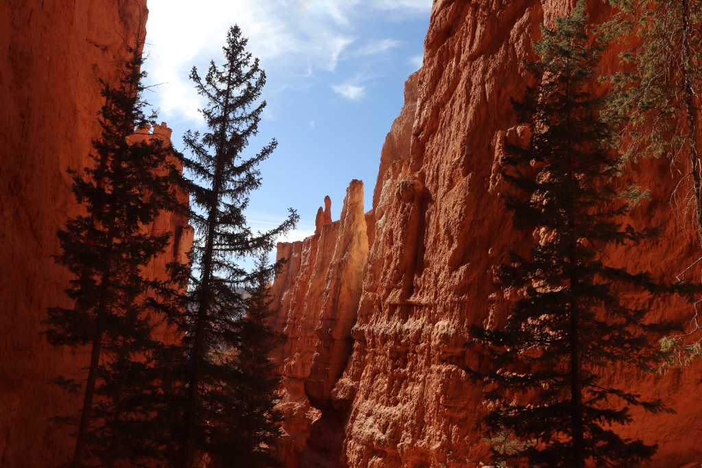Red rock canyon walls framed by evergreen trees