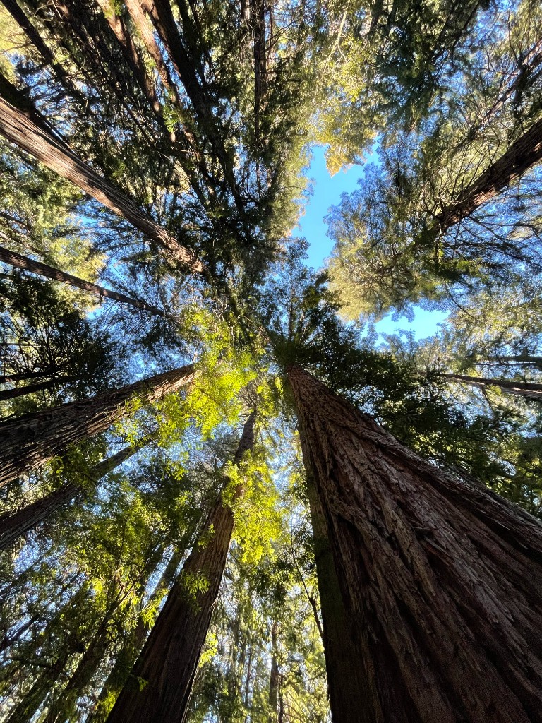 Looking up through a redwood forest canopy