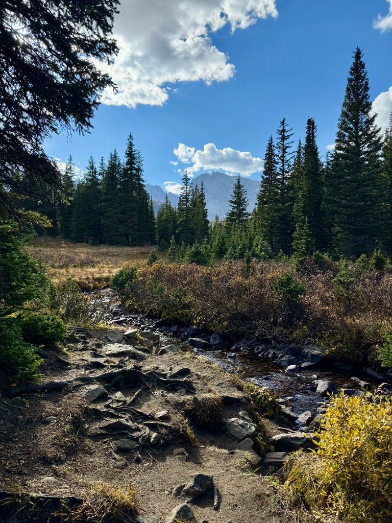 Rocky stream through an evergreen forest