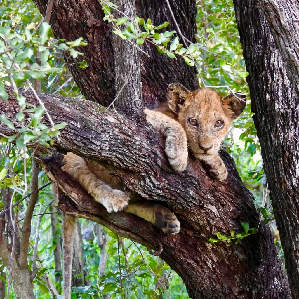 Lion cub resting in a tree