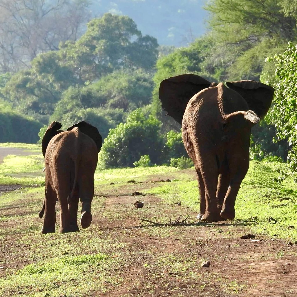 Two elephants walking along a dirt path