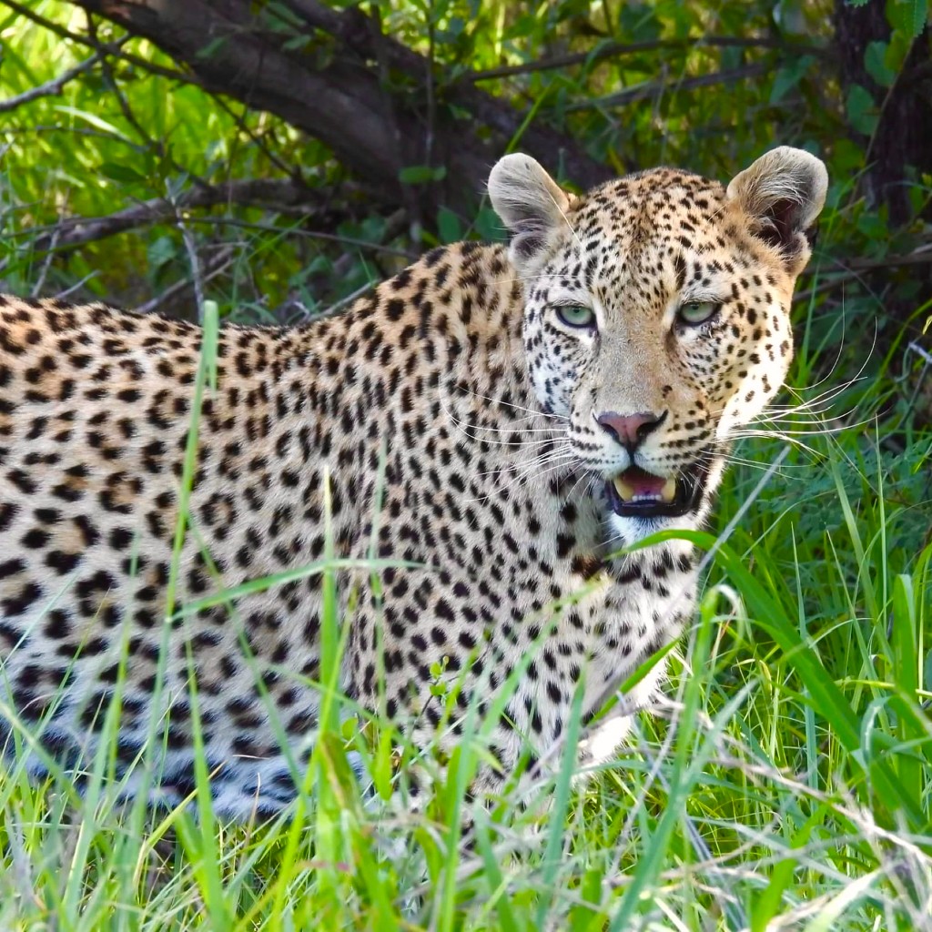 Leopard looking through tall grass