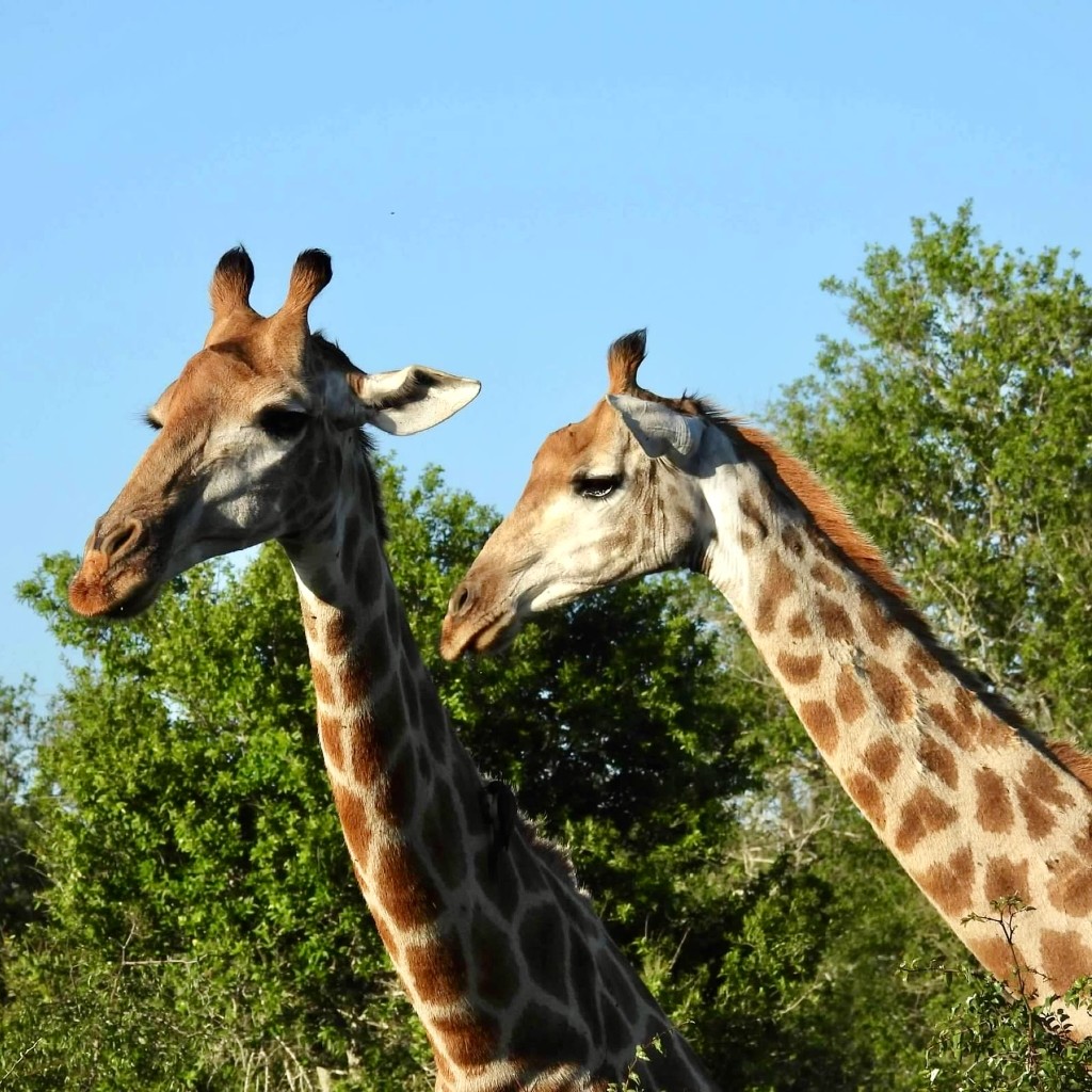 Two giraffes against green foliage and blue sky