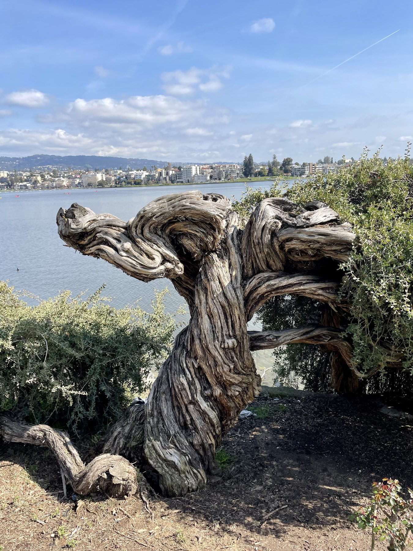 Gnarled tree trunk overlooking a lake