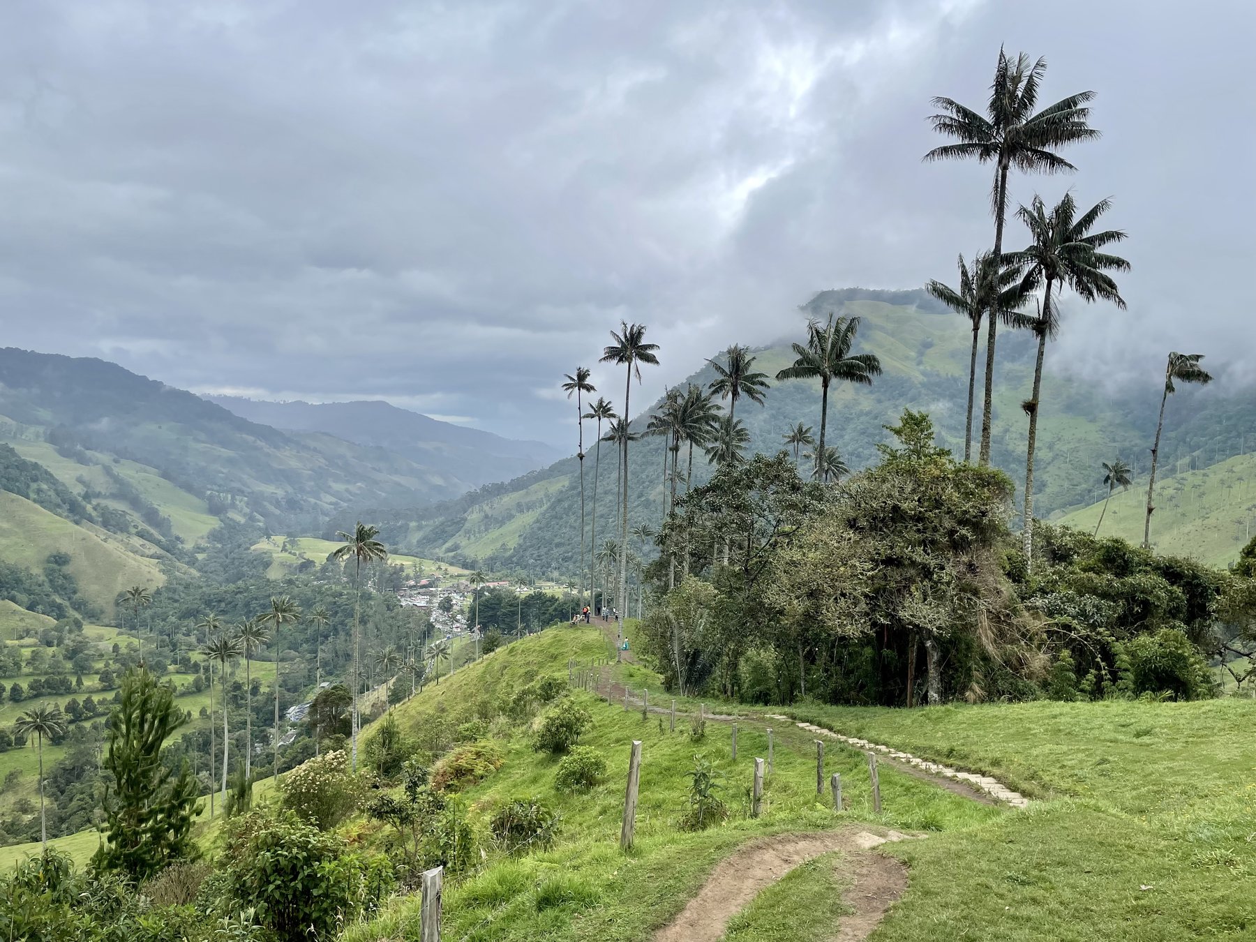 Wax palms in a misty mountain valley