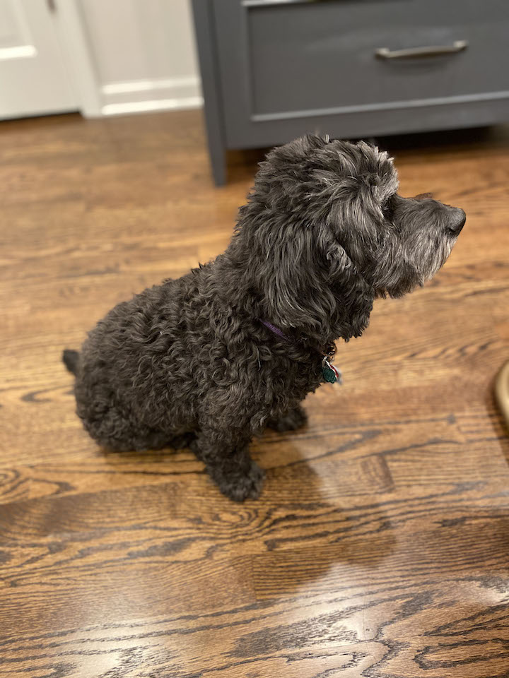 Sasha the dog