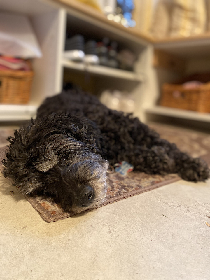 Sasha sleeping