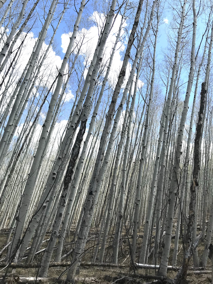 Forest trees