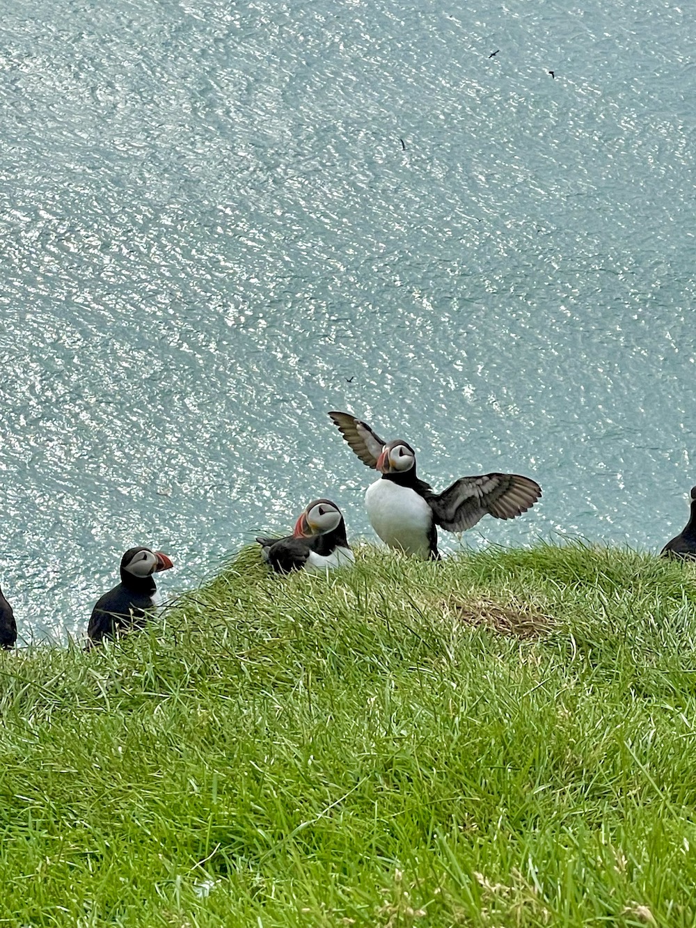 Puffin watching in Iceland