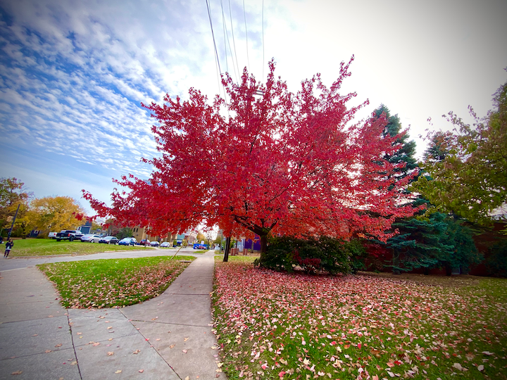 Red Tree in AA