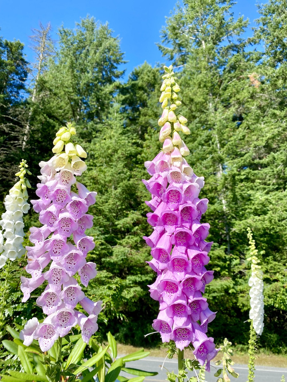 Thought these flowers in the San Juan Islands looked like Flume Skin Album Cover