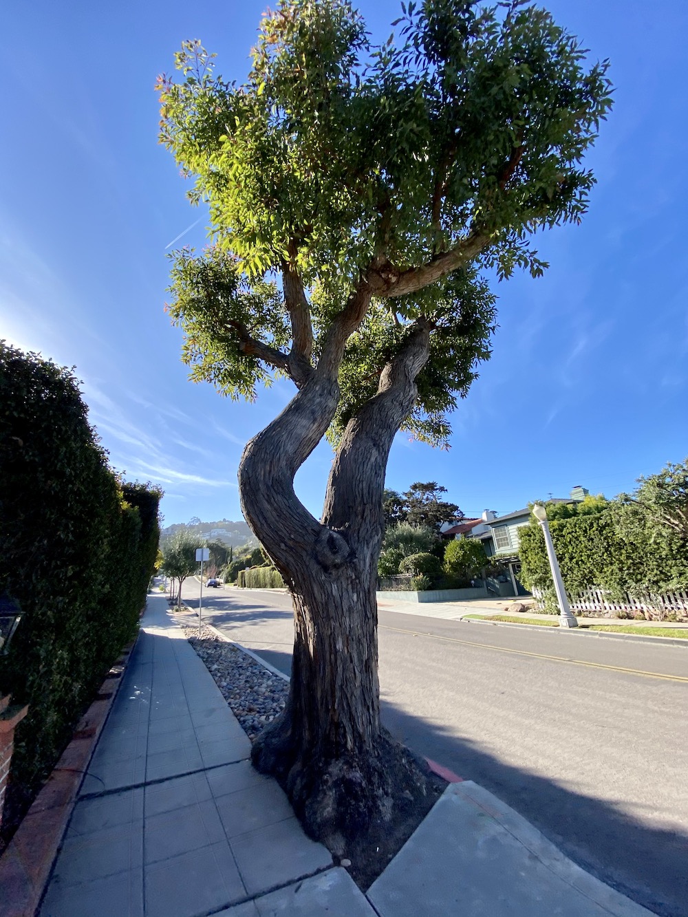 A cool tree I found in San Diego